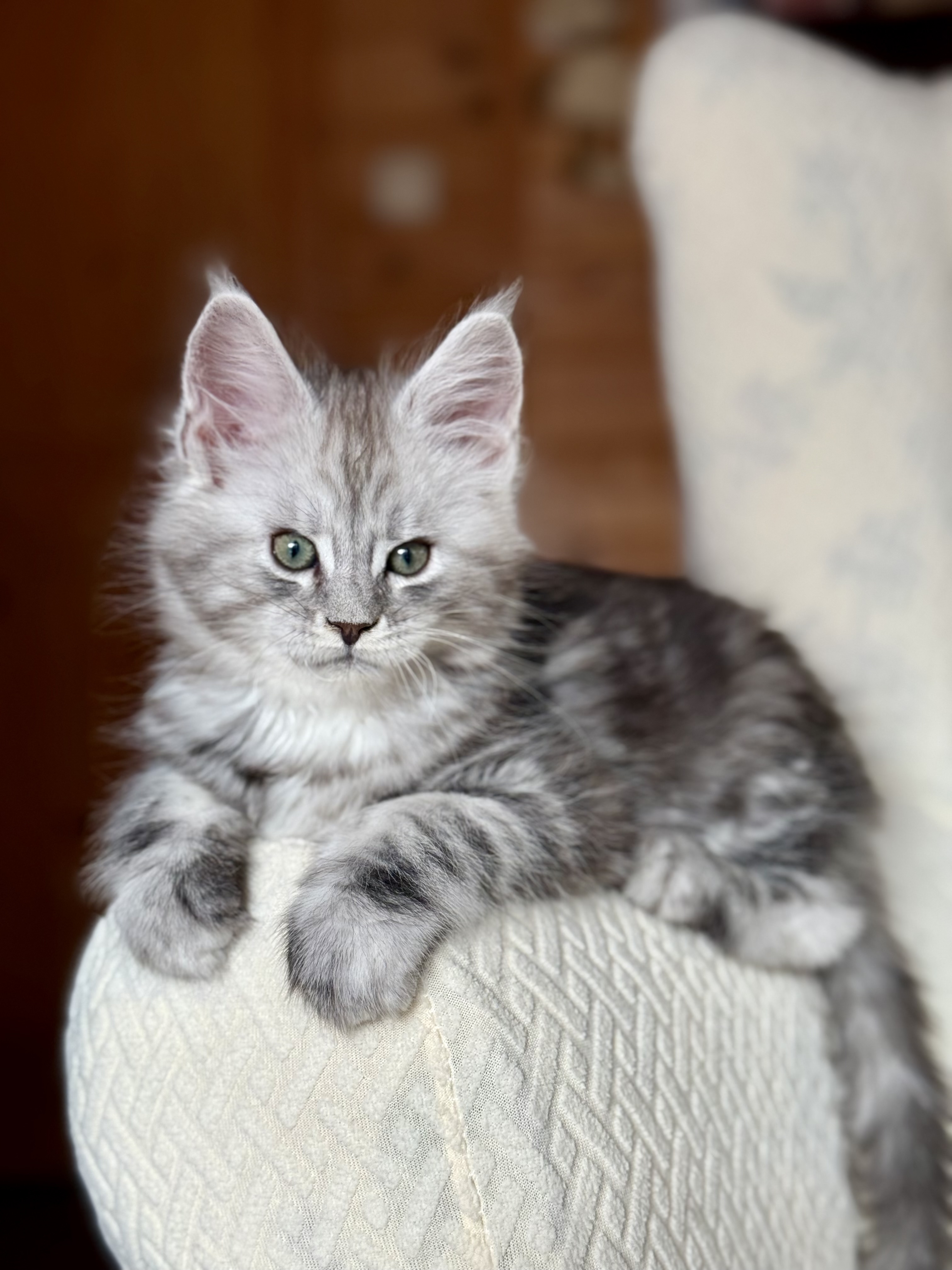 fotka kočky 💙 Xamuel von Erillian,CZ