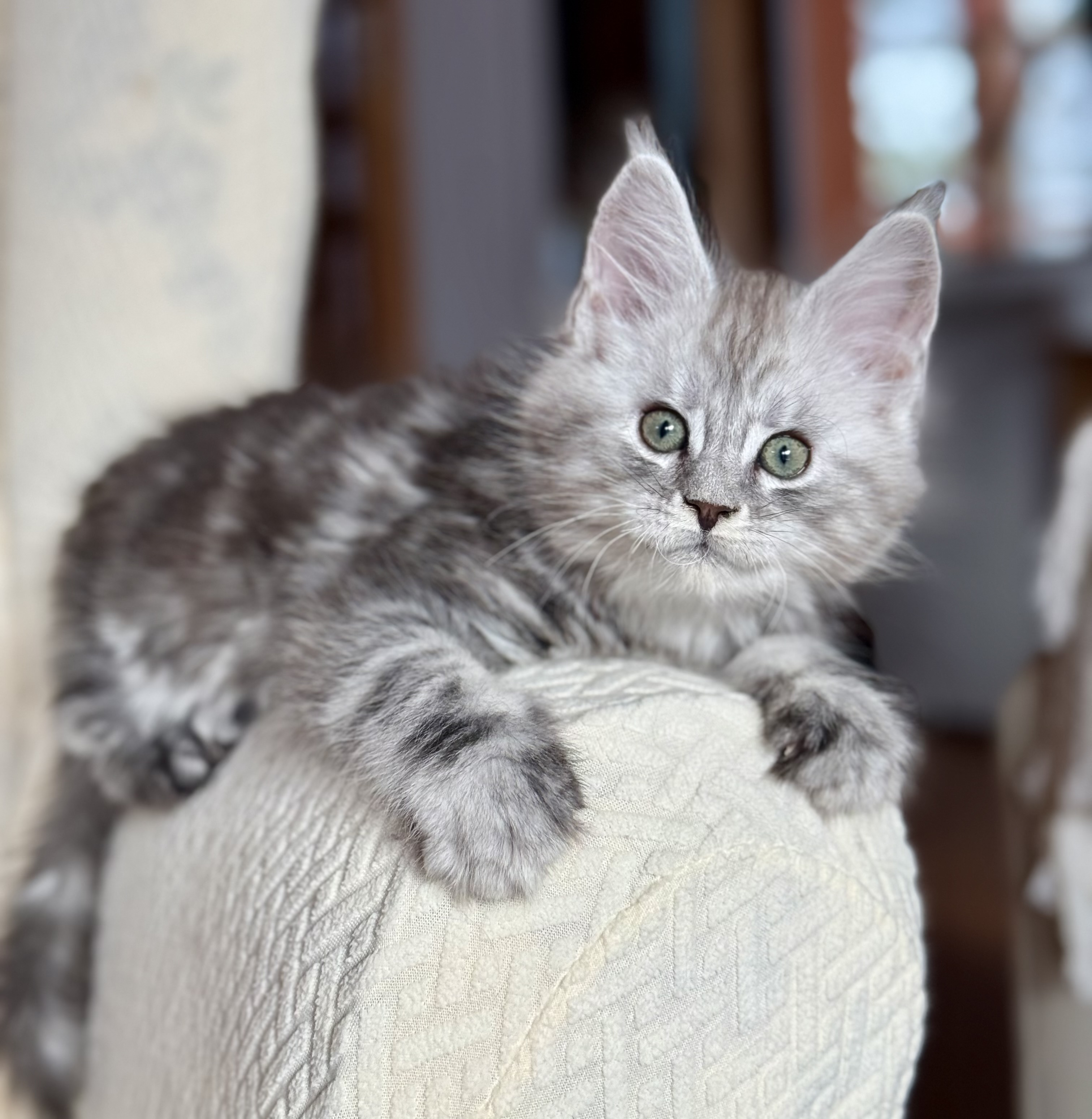 fotka kočky 💙 Xamuel von Erillian,CZ