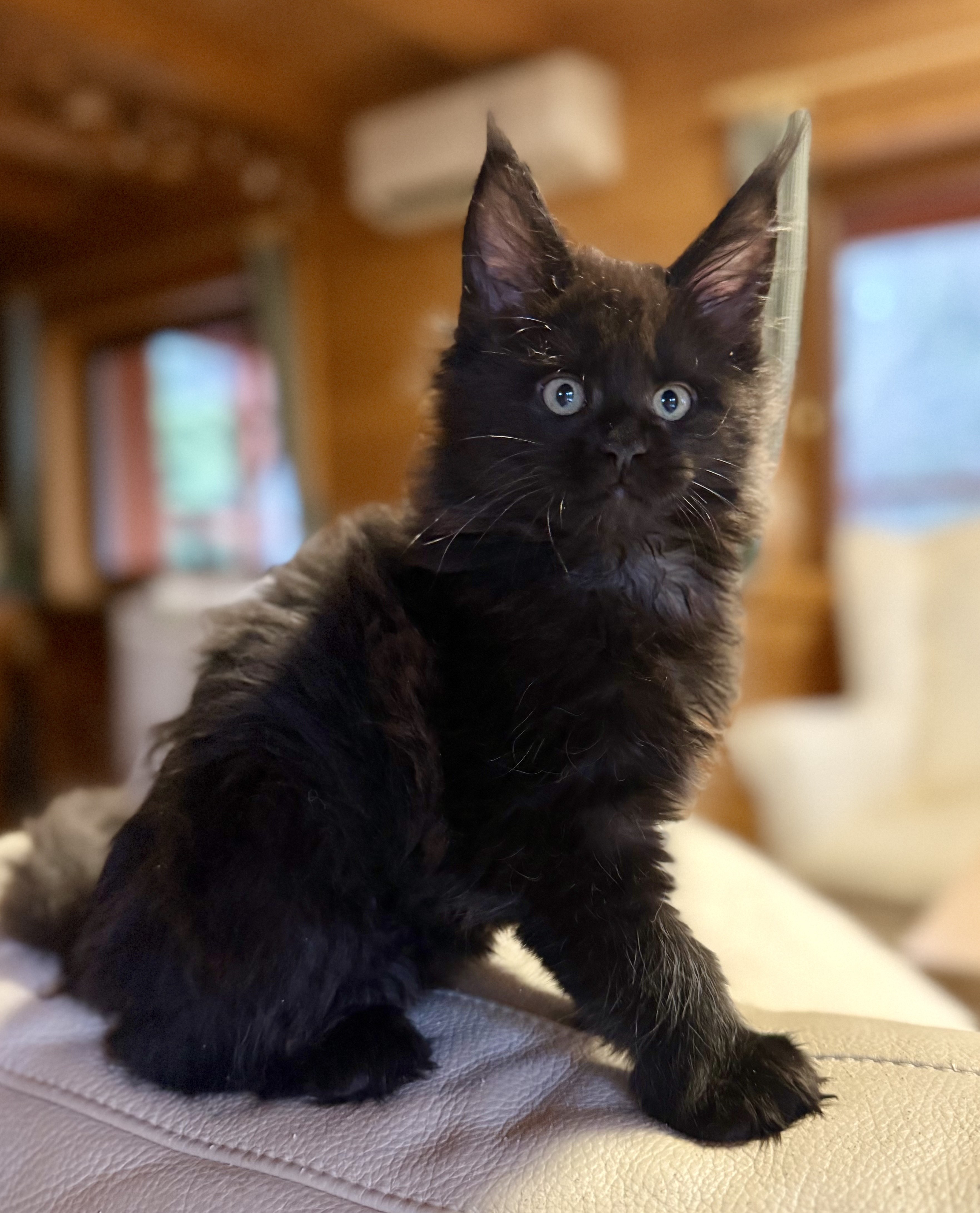 fotka kočky 💙 Xander von Erillian,CZ