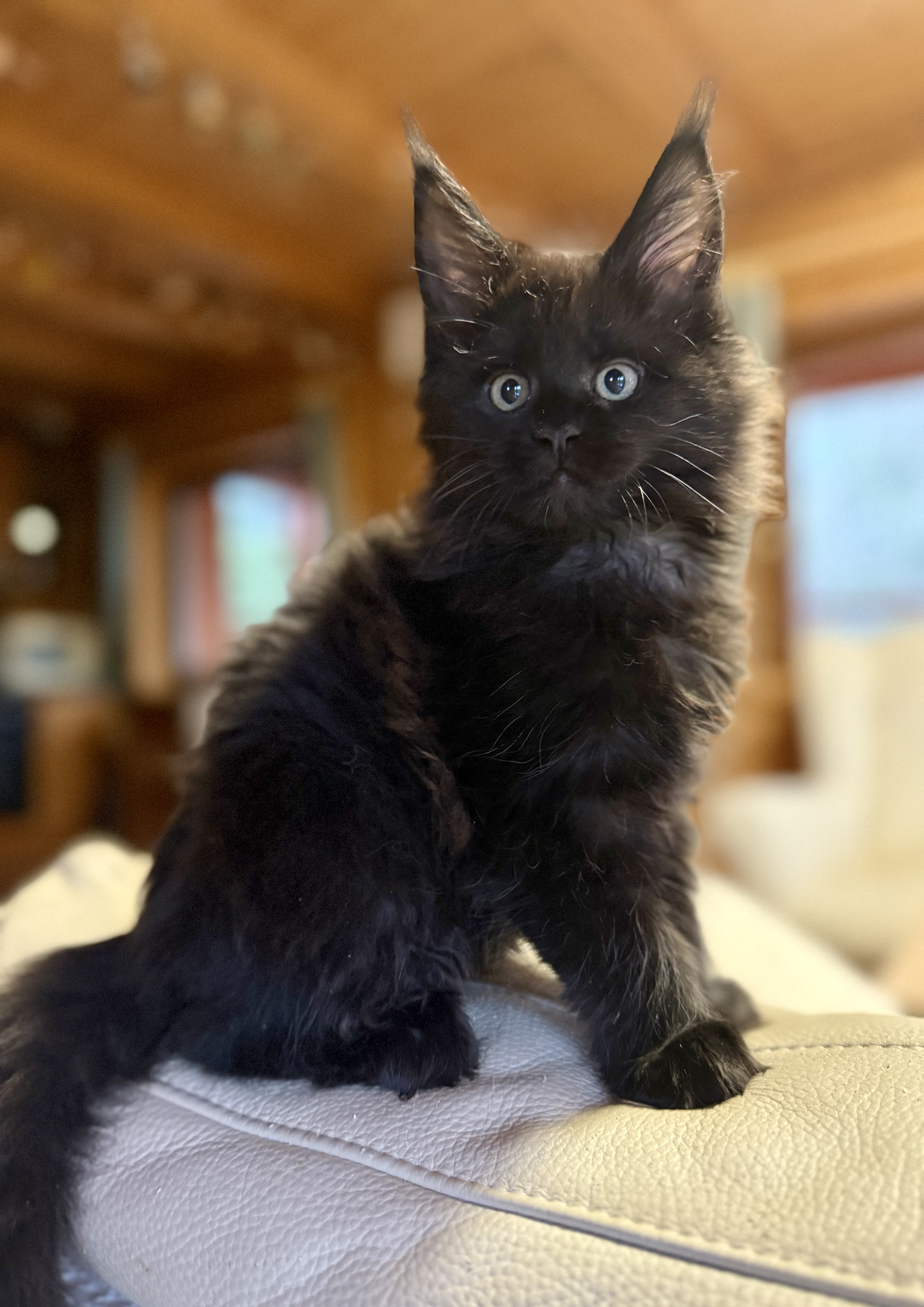 fotka kočky 💙 Xander von Erillian,CZ