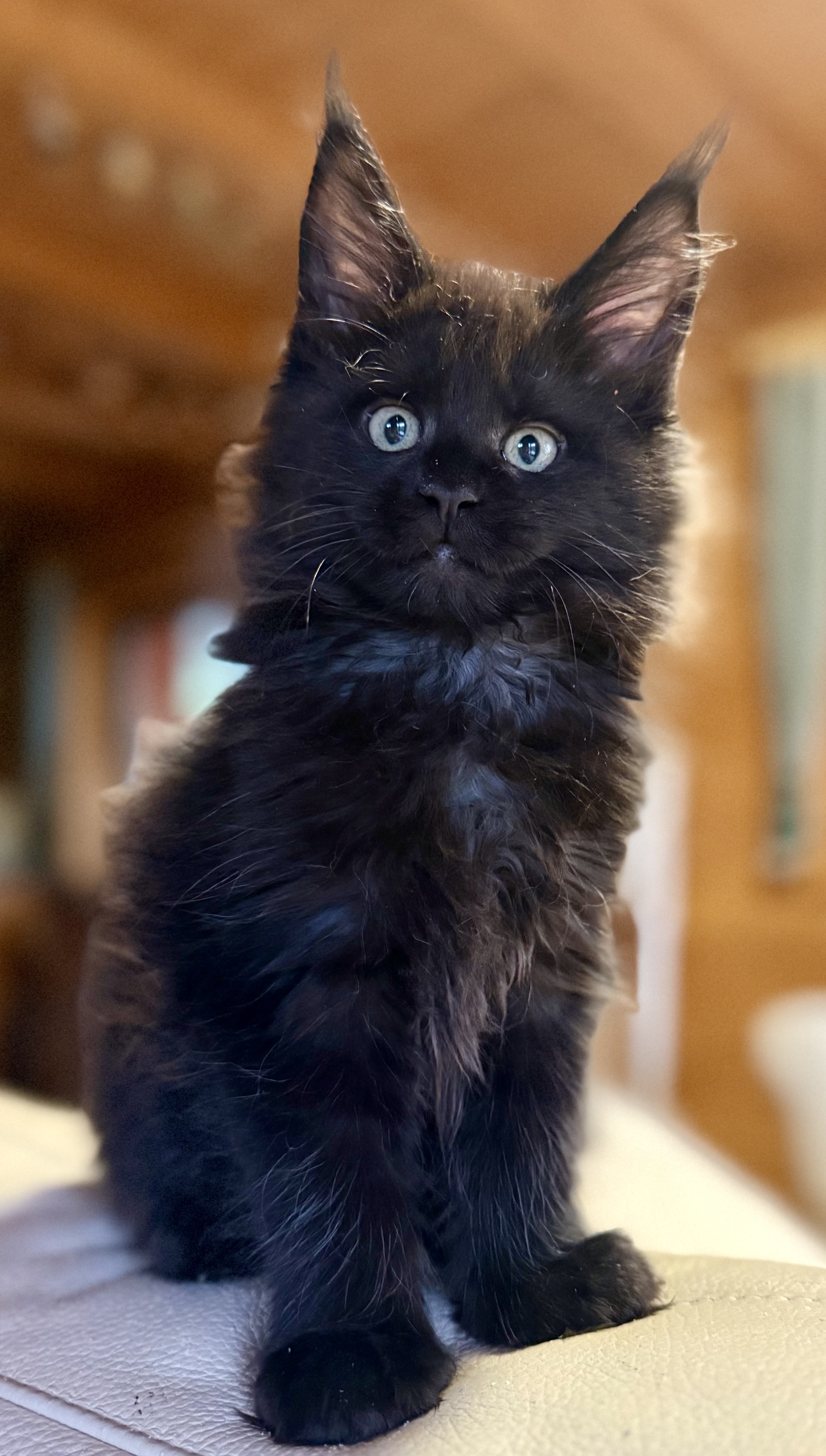 fotka kočky 💙 Xander von Erillian,CZ