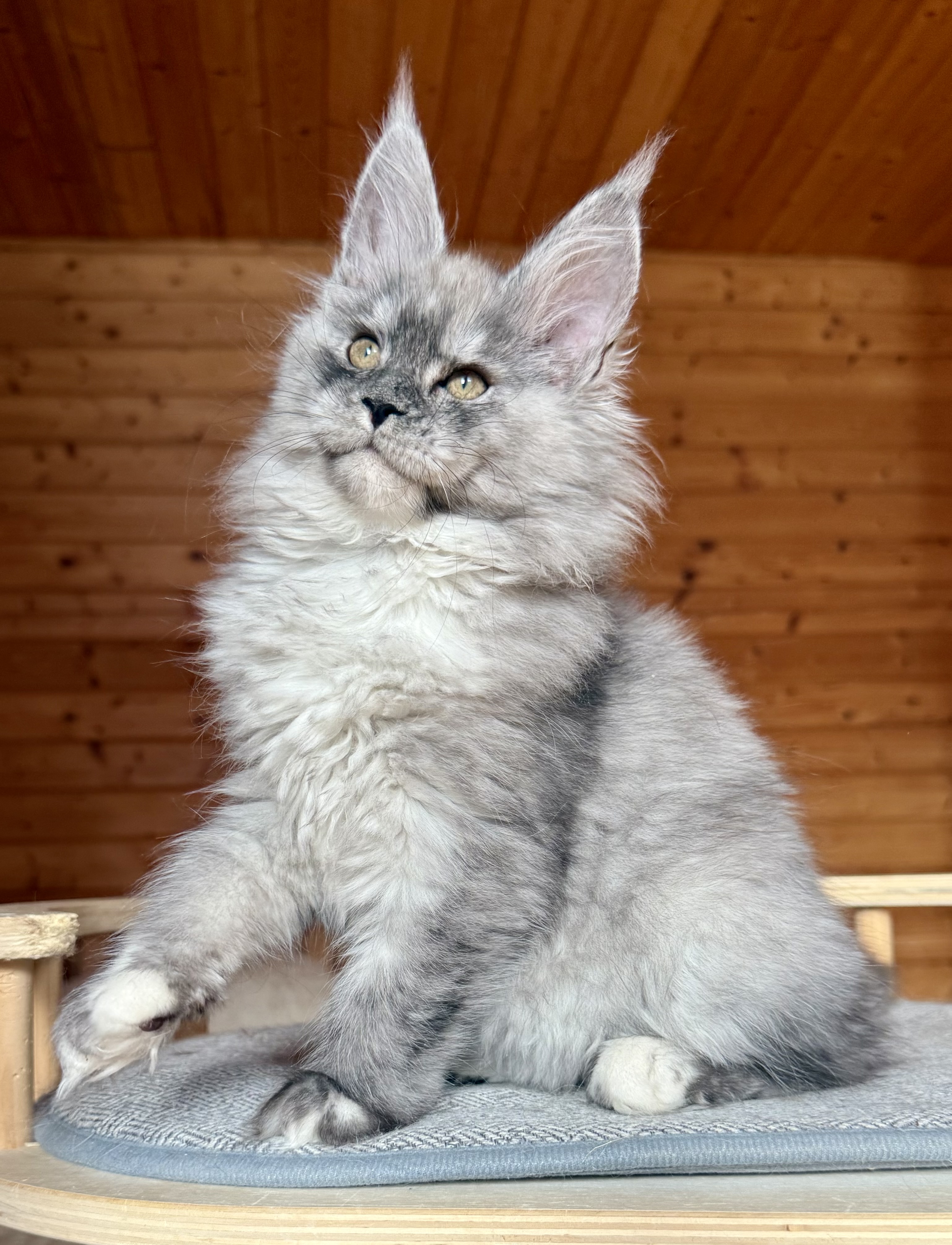fotka kočky ❤️ Ximba von Erillian,CZ
