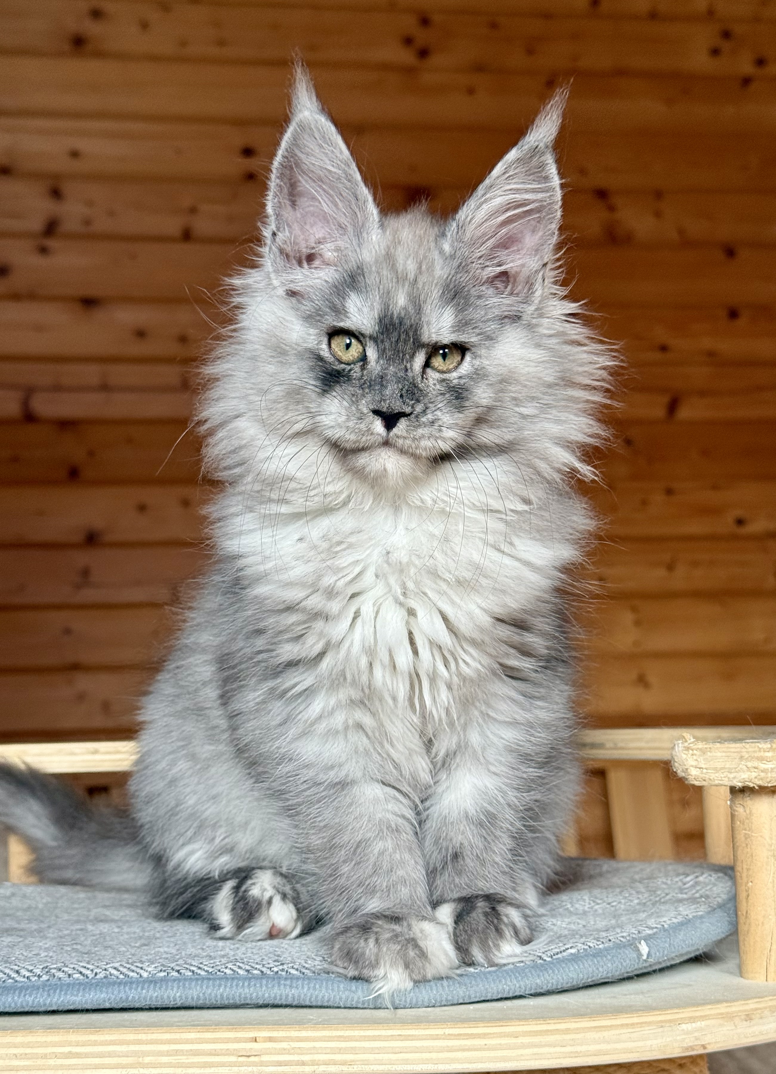 fotka kočky ❤️ Ximba von Erillian,CZ